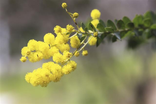 Acacia