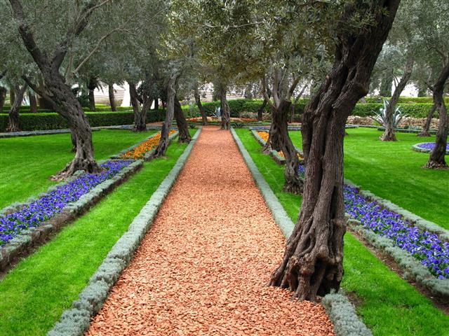 Olive Tree Garden
