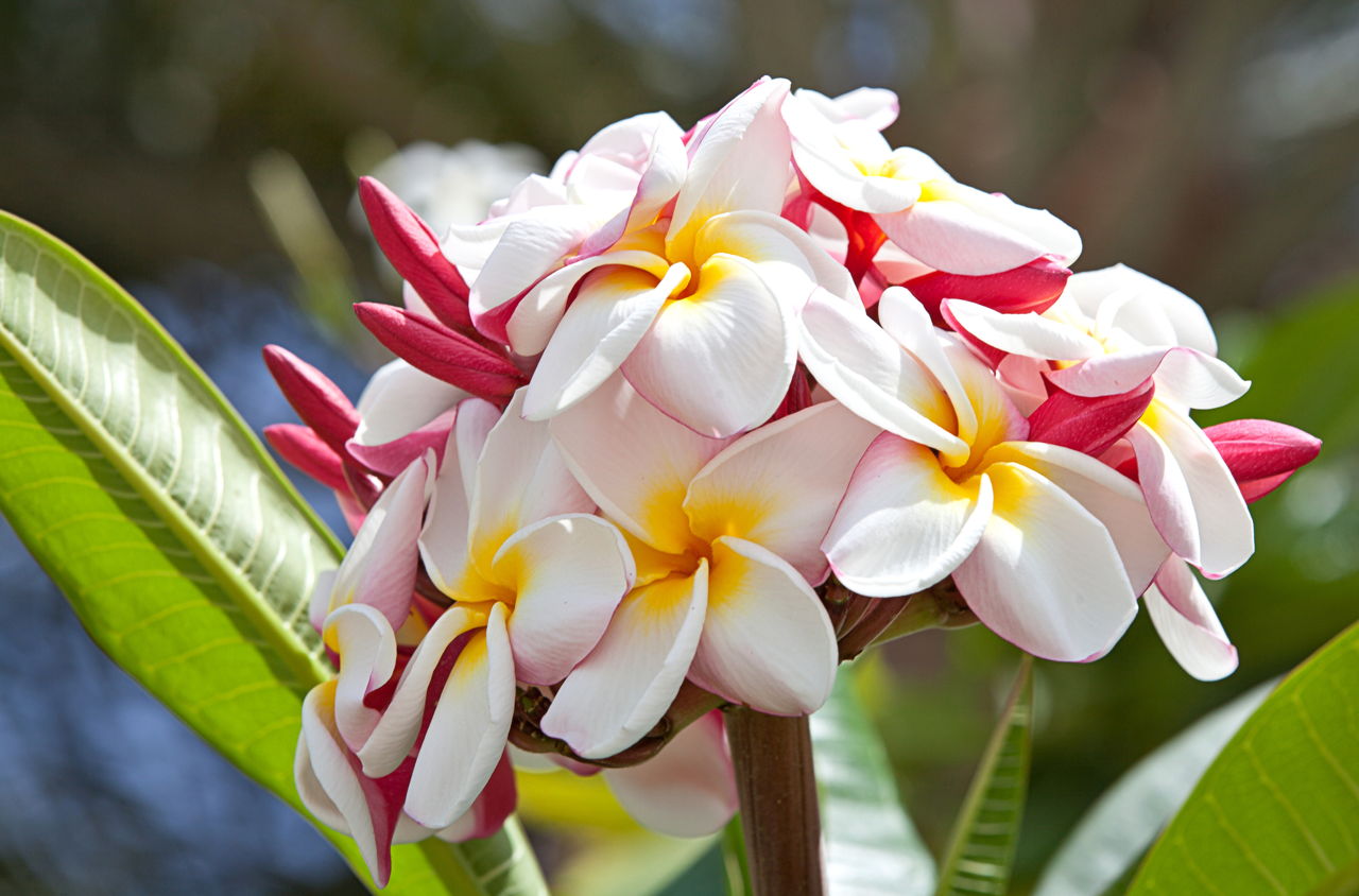 Plumeria Flowers On Tree