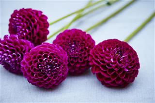 Chrysanthemum