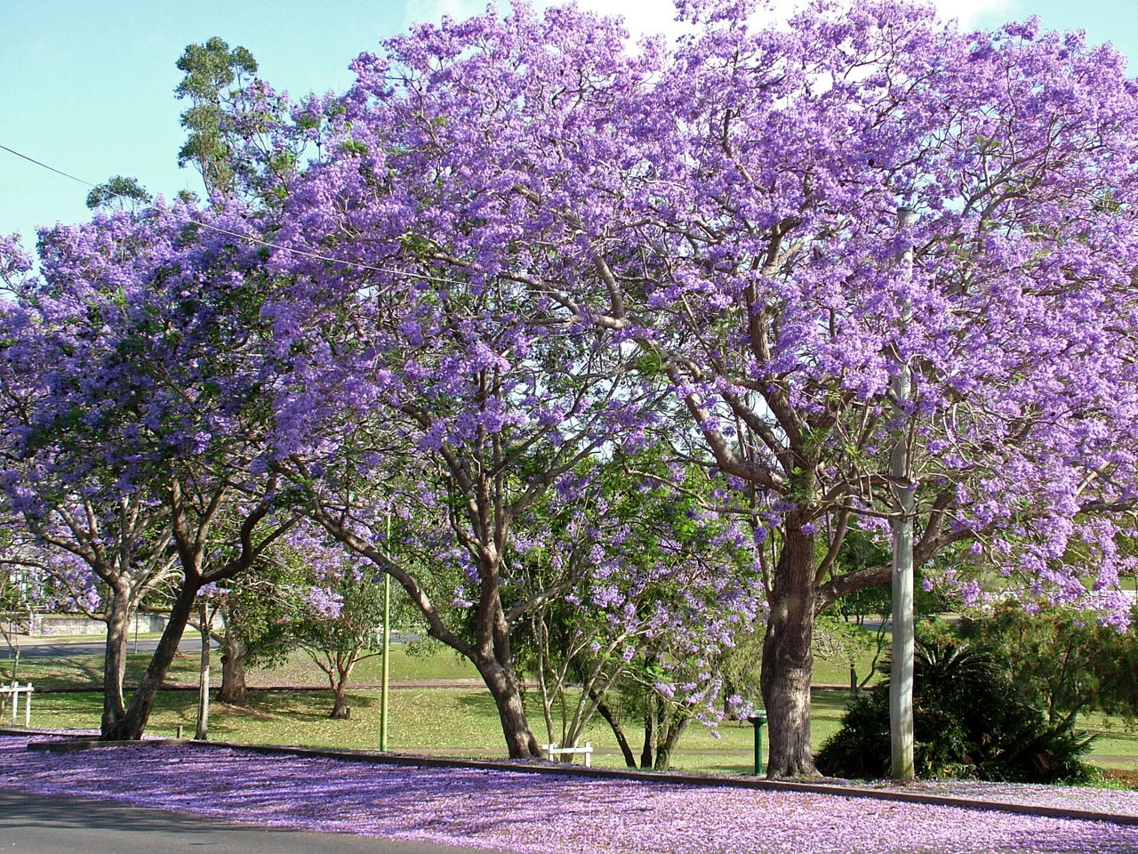 Jacaranda Tree