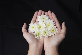 White Chrysanthemum Flowers