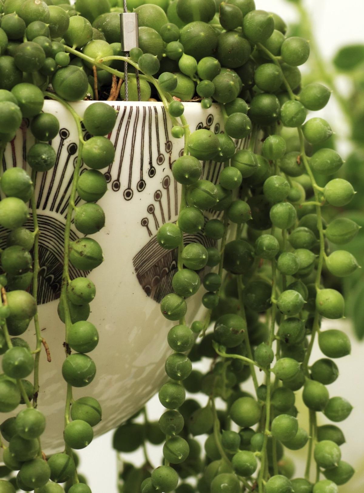 String of pearls plant