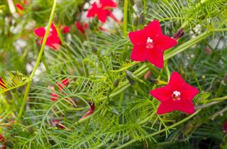 Star Ipomoea Flowers
