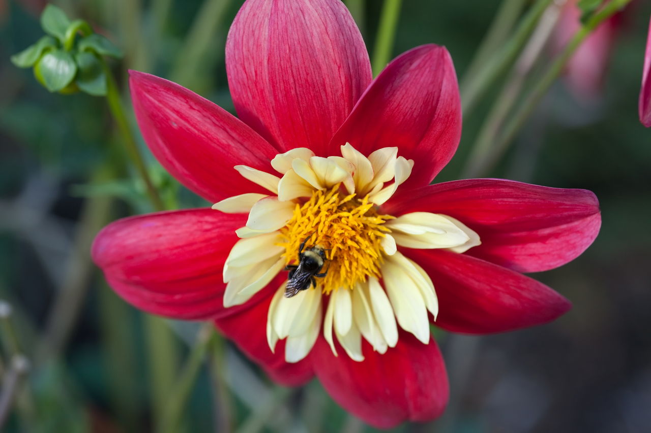 Dahlia