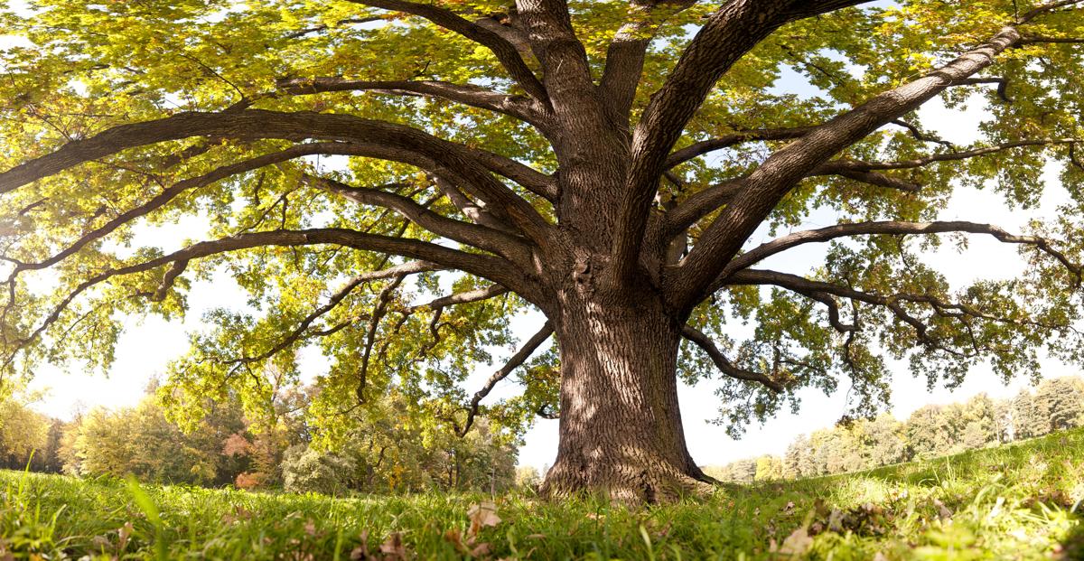 Oak tree