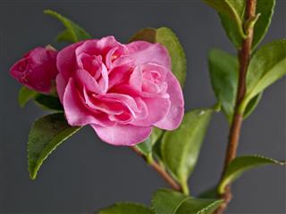 Pink Camellia Macro