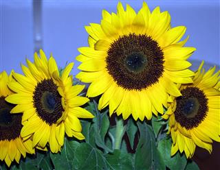 Sunflowers