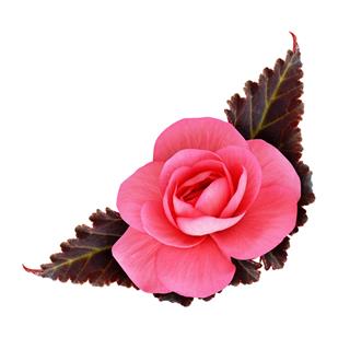 Pink Begonia Flower