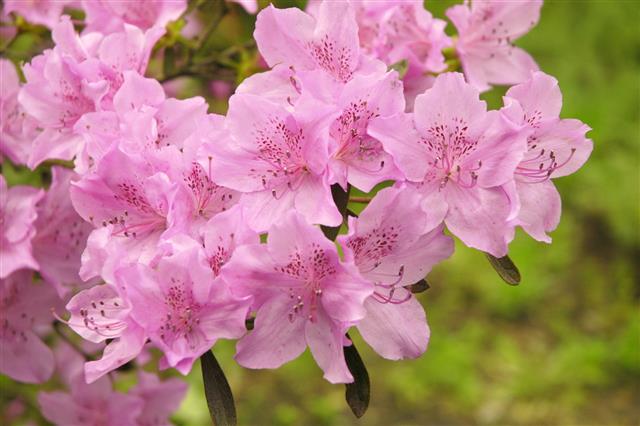 Azalea