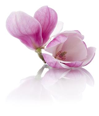 Magnolia Flowers