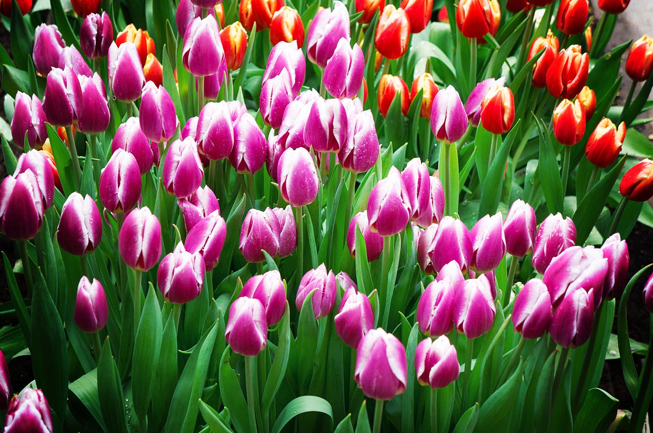 Closed Early Colorful Tulips