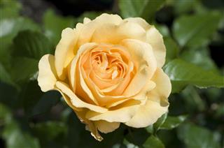 Yellow Rose