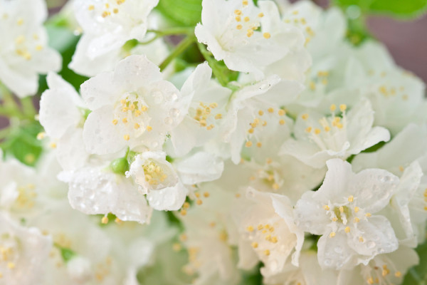 Deutzia parviflora