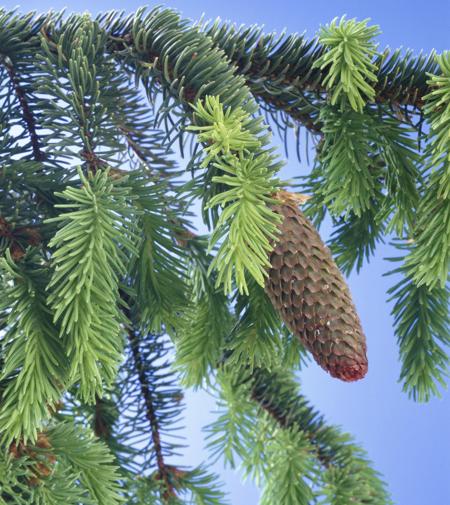 spruce tree