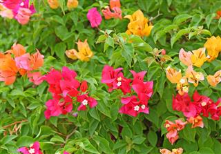 Bougainvillea Paper Flower In Colorful Color
