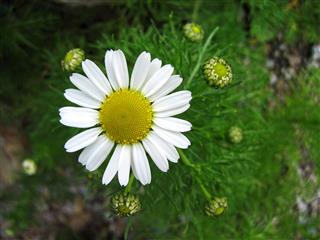 Chamomile