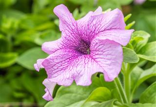 Purple Petunia Flower