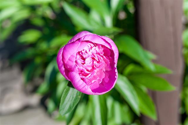 Purple Peony Flower