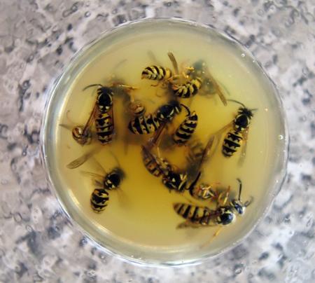 Wasps in Juice