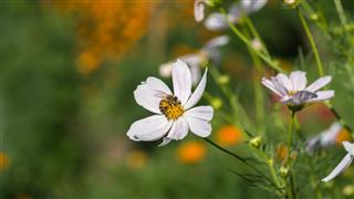 Cosmos Flower