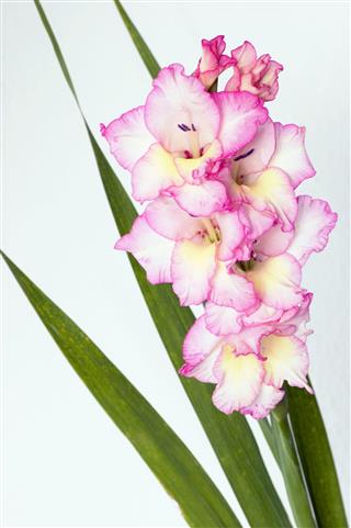 Pink Gladiolus