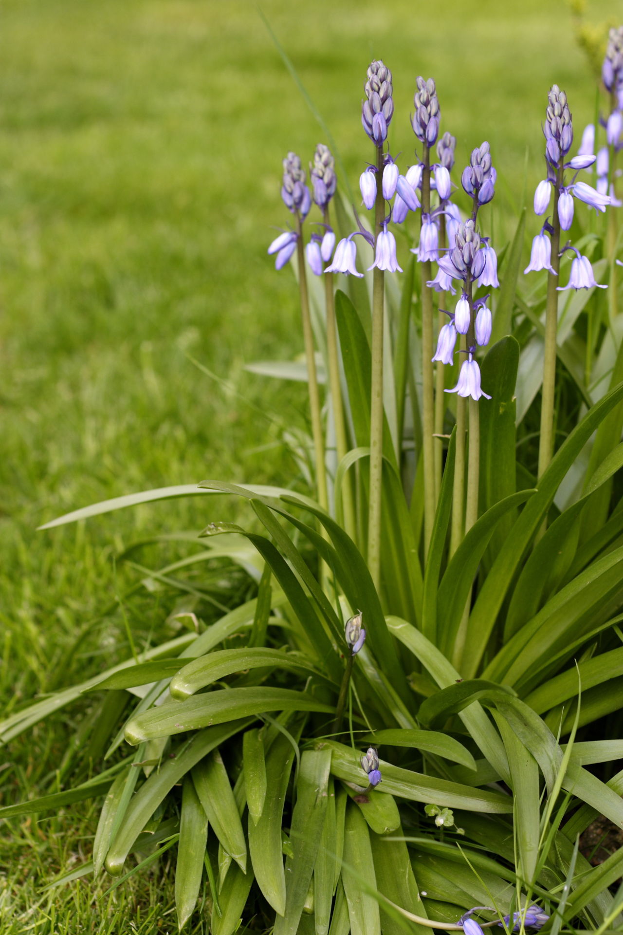 Bluebells And Lawn