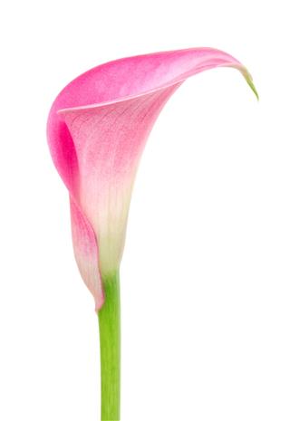 Calla