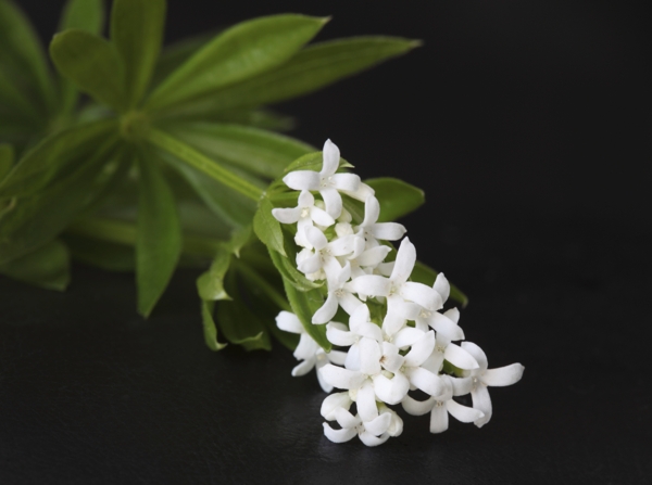 Woodruff Flower (Wild Baby's Breath)