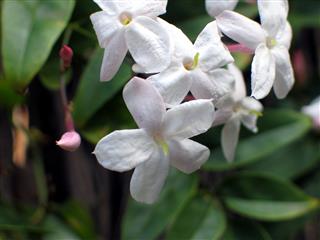 Jasmine