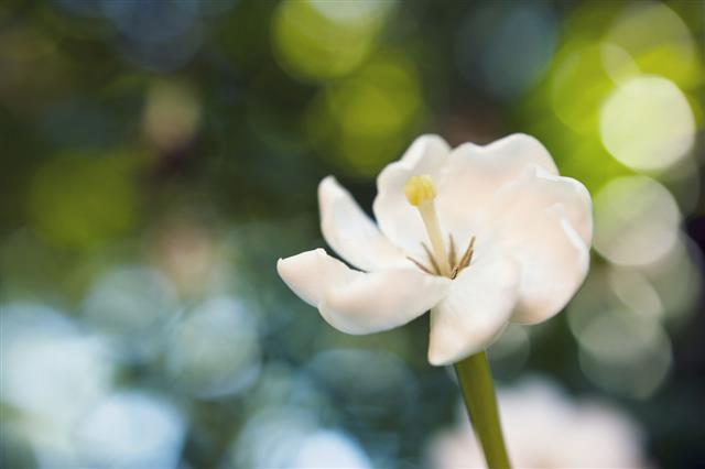 Gardenia Flower