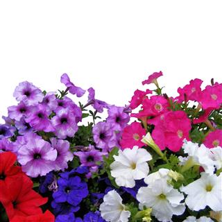 Petunia Flowers