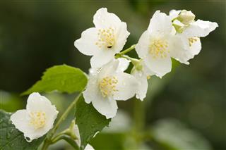 Jasmine With Dew Drops