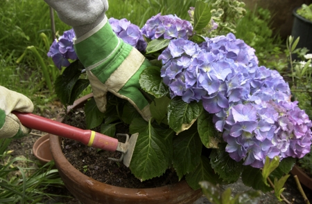 Hydrangea Gardening