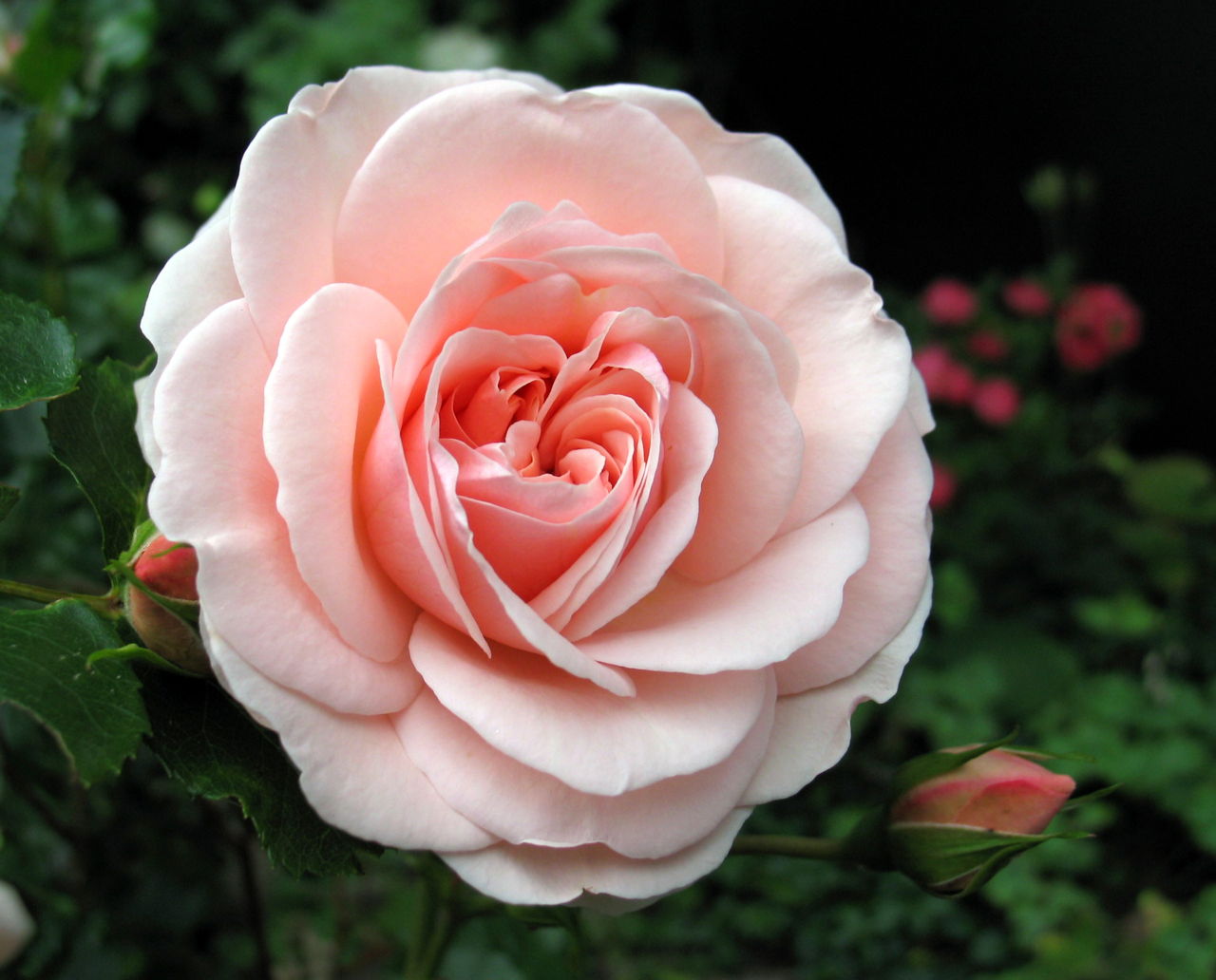 Pink Rose