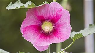 Pink Rose Of Sharon