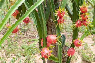 Dragon fruit plant