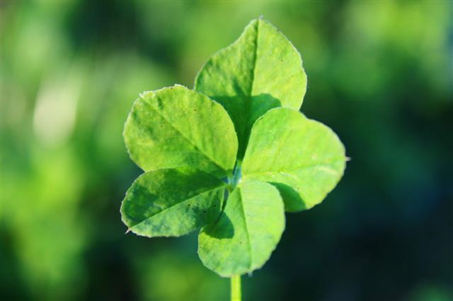 Five Leaf Clover