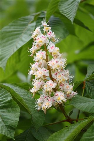 Blossom Of Horse Chestnut Tree