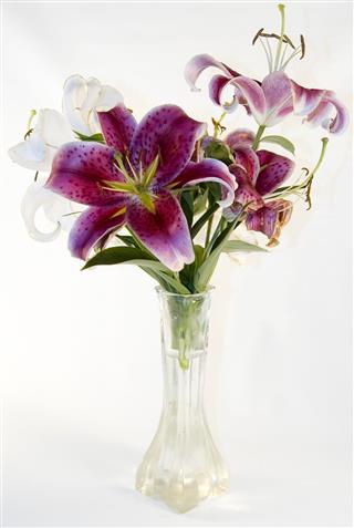 Lilies In A Vase