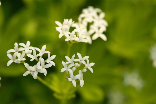 Sweet Woodruff