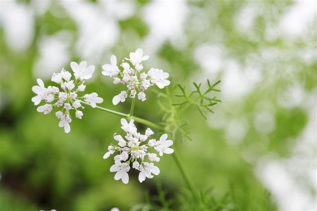 Cilantro Flowers