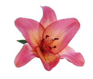Pink Lily