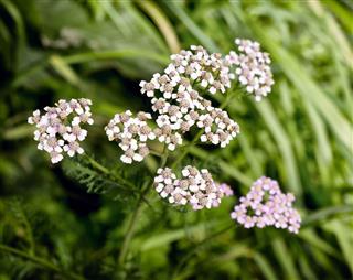 Yarrow Flowers