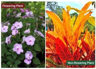 Busy Lizzie flowers, Impatiens flowers