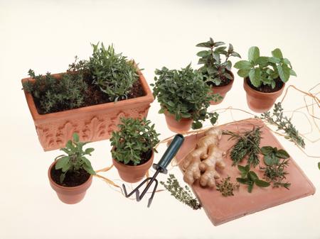 Potted herbs and ginger