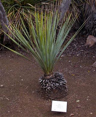 Sotol plant