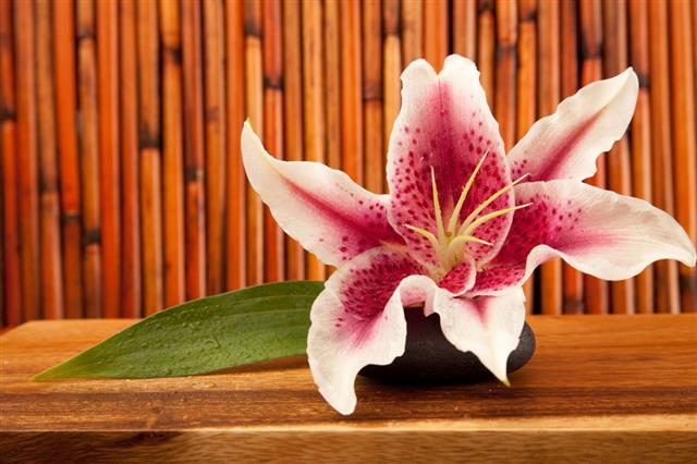 Pink Lily Flower