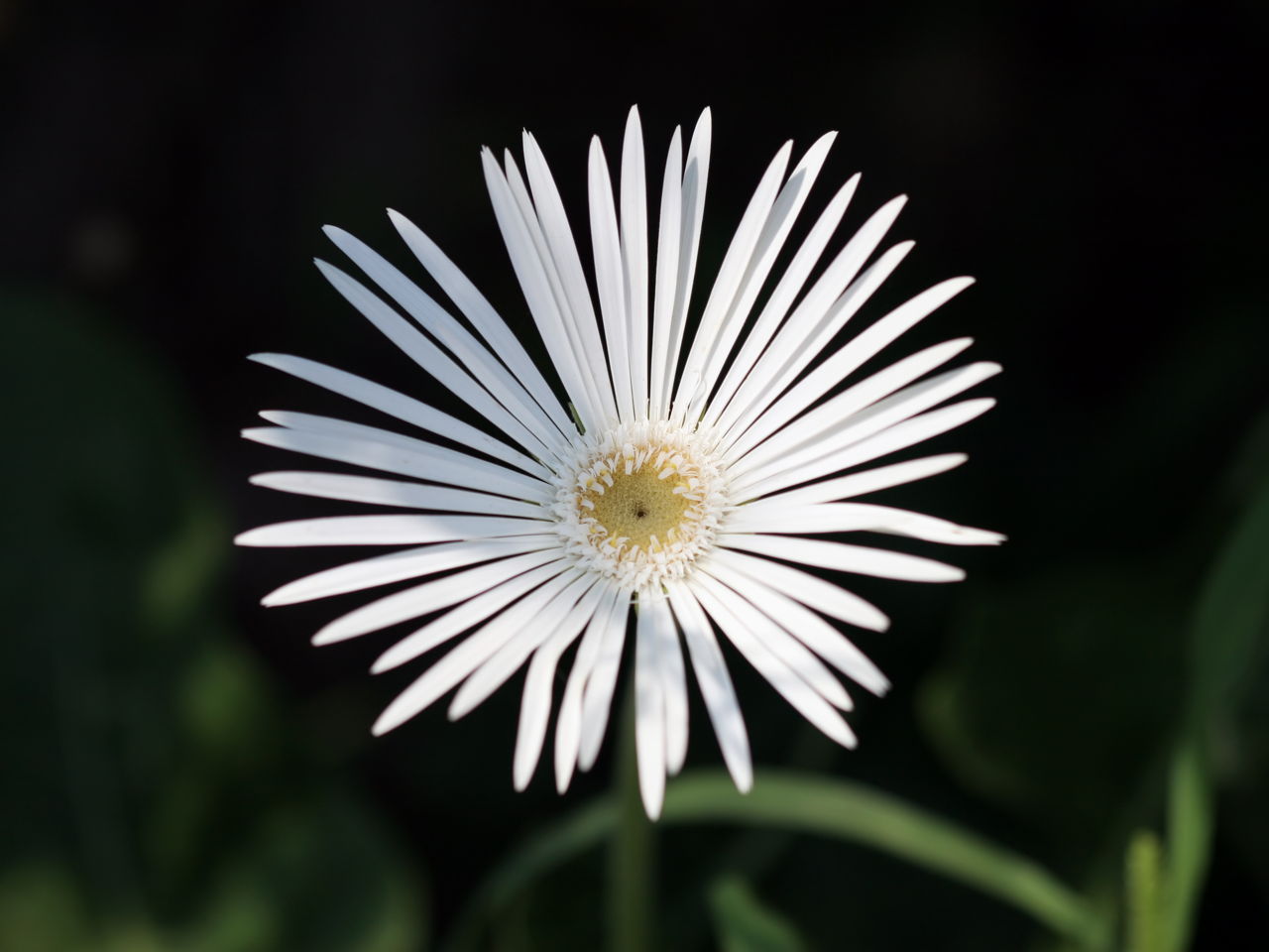 White Daisy