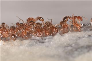 Fire Ants